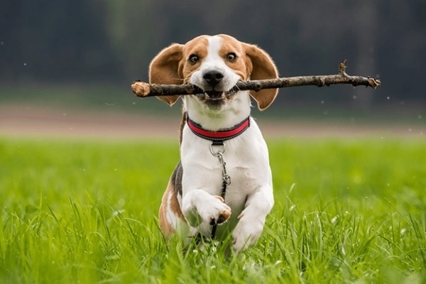 Chó săn thỏ beagle nguồn gốc đặc điểm và cách nuôi - 5