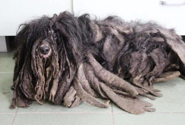 Chú chó lang thang có vẻ ngoài như tầm giẻ rách lột xác khó tin sau 2 ngày được cứu - 7