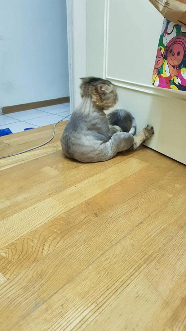 Chú mèo úp mặt vào tường sang chấn tâm lý trầm trọng vì bị cạo trụi lông - 1