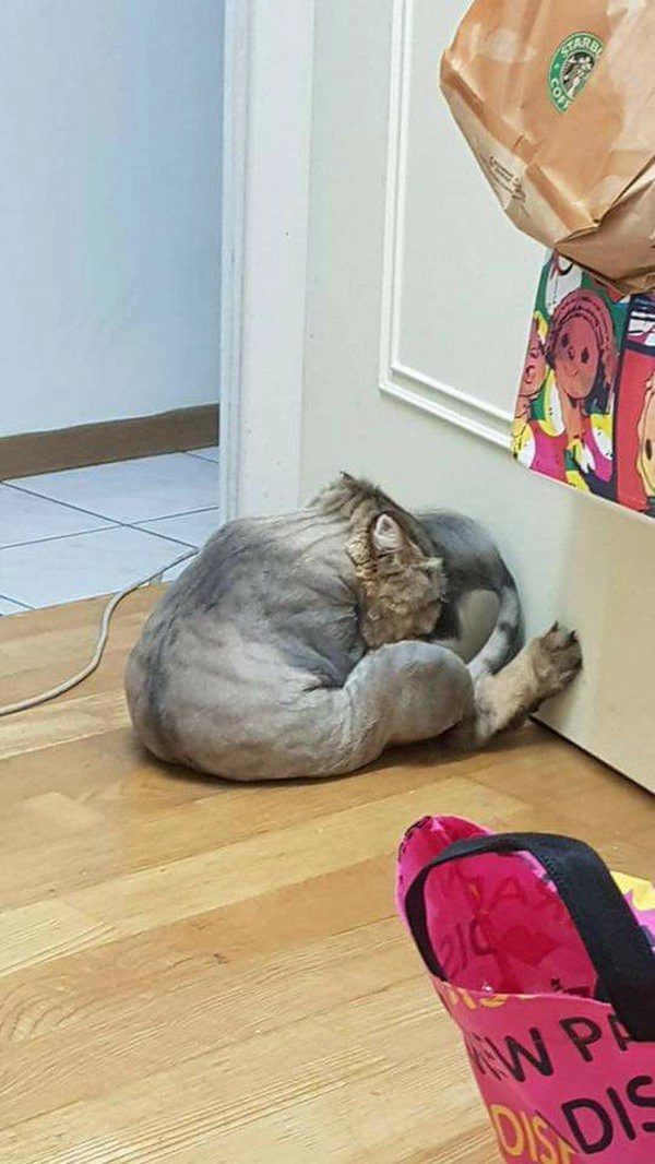 Chú mèo úp mặt vào tường sang chấn tâm lý trầm trọng vì bị cạo trụi lông - 2