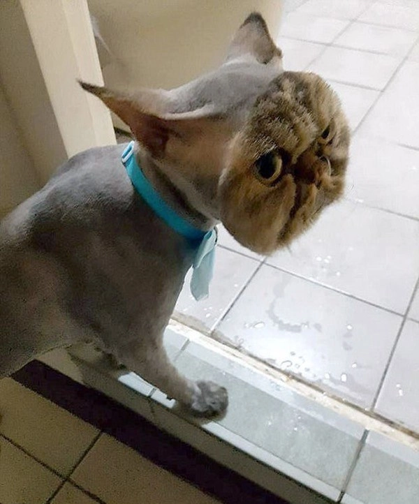 Chú mèo úp mặt vào tường sang chấn tâm lý trầm trọng vì bị cạo trụi lông - 6