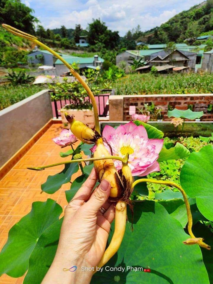 Cô giáo sơn la đưa đất lên ban công làm đầm trồng 30 loại sen đẹp trong bồn 6m2 - 12