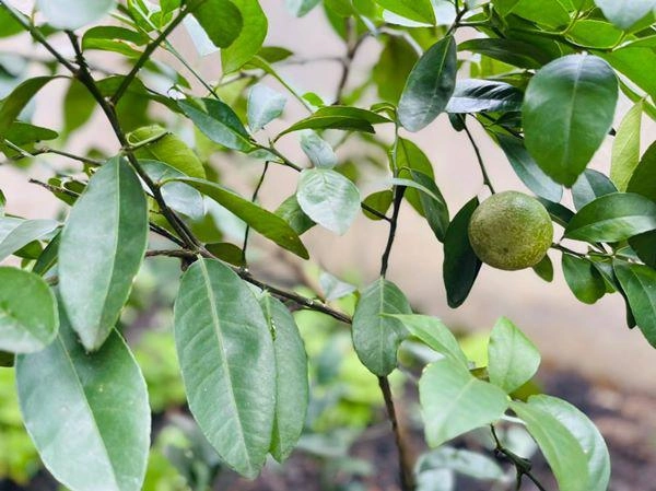 Đàm vĩnh hưng học làm nông dân trong biệt thự 60 tỷ vườn rau toàn những thứ như ở quê - 14