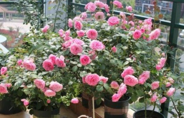 Đừng dùng nước từ vòi để tưới hoa tất cả bậc thầy trồng hoa sử dụng 5 loại nước này - 2