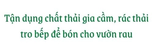 Giữa lòng thủ đô thanh niên làm vườn ao chuồng thu về cả tạ cá cà chua su hàođủ loại - 13