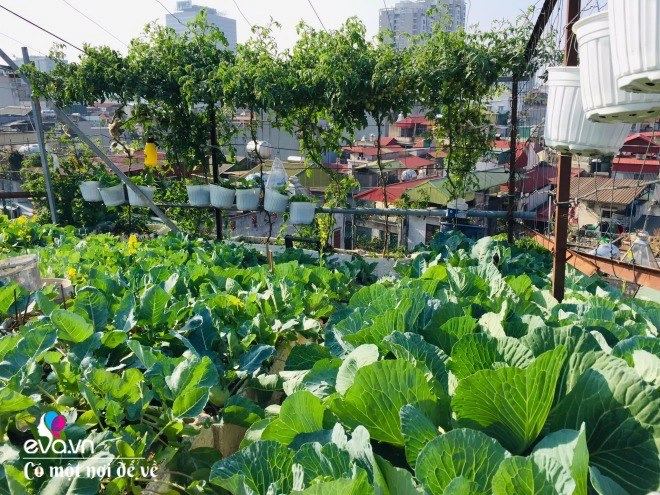 Giữa lòng thủ đô thanh niên làm vườn ao chuồng thu về cả tạ cá cà chua su hàođủ loại - 14