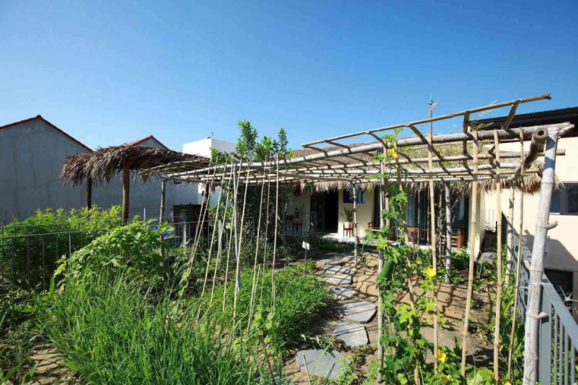 Giữa mùa dịch gia chủ làm vườn trồng rau trên mái nhà - 15