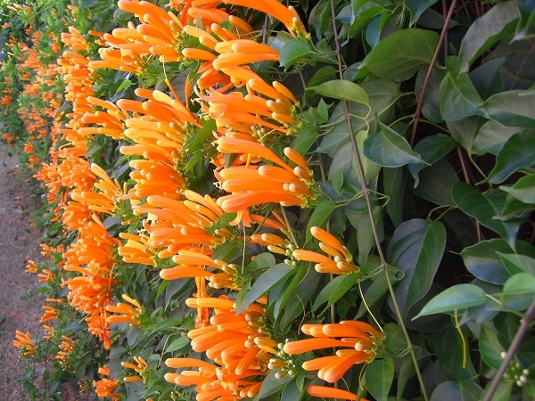 Hoa chùm ớt đặc điểm và cách trồng ra hoa đẹp - 1
