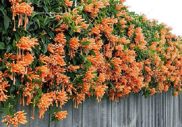 Hoa chùm ớt đặc điểm và cách trồng ra hoa đẹp - 2