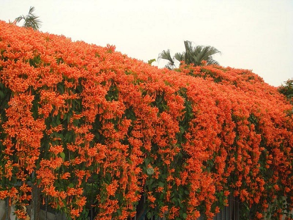 Hoa chùm ớt đặc điểm và cách trồng ra hoa đẹp - 3