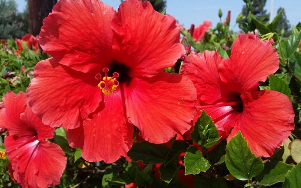 Hoa dâm bụt phân loại ý nghĩa và cách trồng giúp hoa nở đẹp - 1