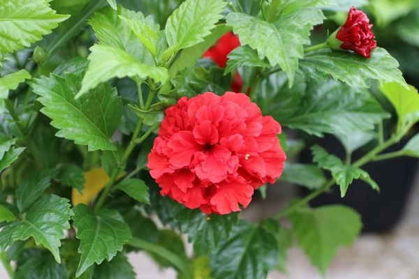 Hoa dâm bụt phân loại ý nghĩa và cách trồng giúp hoa nở đẹp - 3