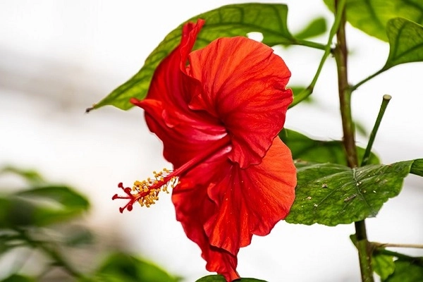 Hoa dâm bụt phân loại ý nghĩa và cách trồng giúp hoa nở đẹp - 6