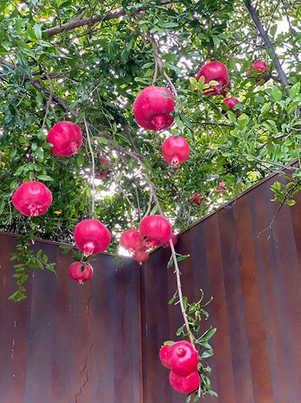 Hoa hậu dương mỹ linh sang mỹ mát tay trồng trái cây lựu lúc lỉu đỏ rực một góc vườn - 3