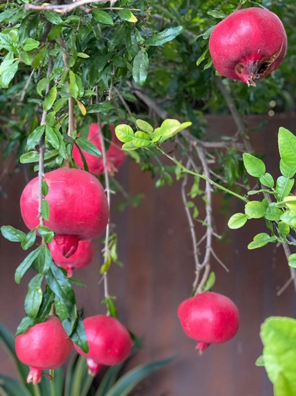 Hoa hậu dương mỹ linh sang mỹ mát tay trồng trái cây lựu lúc lỉu đỏ rực một góc vườn - 4