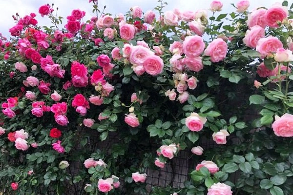 Hoa hồng leo pháp phân loại cách trồng và chăm sóc ra hoa đẹp - 1