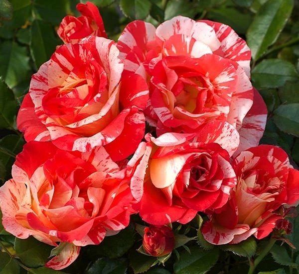 Hoa hồng leo pháp phân loại cách trồng và chăm sóc ra hoa đẹp - 2