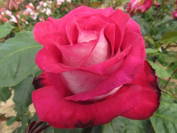 Hoa hồng leo pháp phân loại cách trồng và chăm sóc ra hoa đẹp - 4