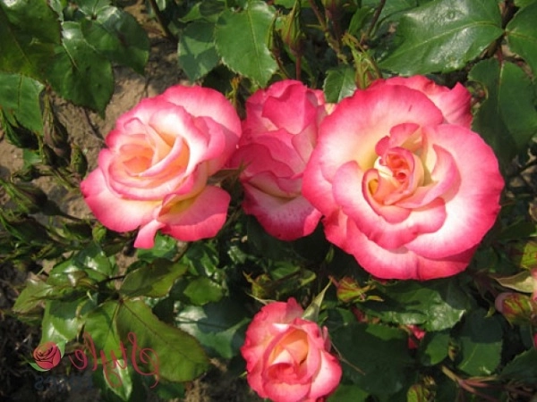 Hoa hồng leo pháp phân loại cách trồng và chăm sóc ra hoa đẹp - 5