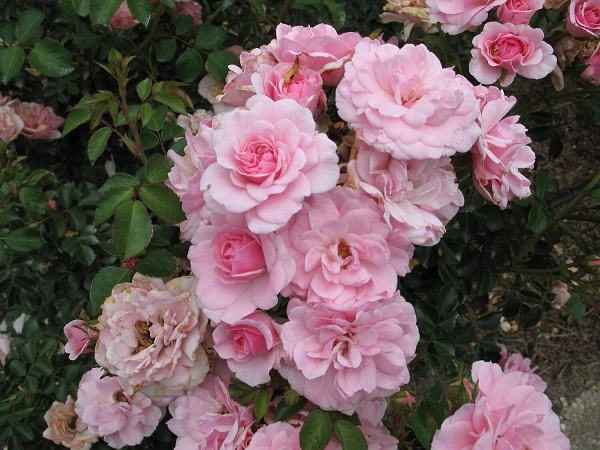 Hoa hồng leo pháp phân loại cách trồng và chăm sóc ra hoa đẹp - 6