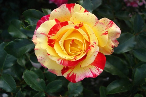 Hoa hồng leo pháp phân loại cách trồng và chăm sóc ra hoa đẹp - 7
