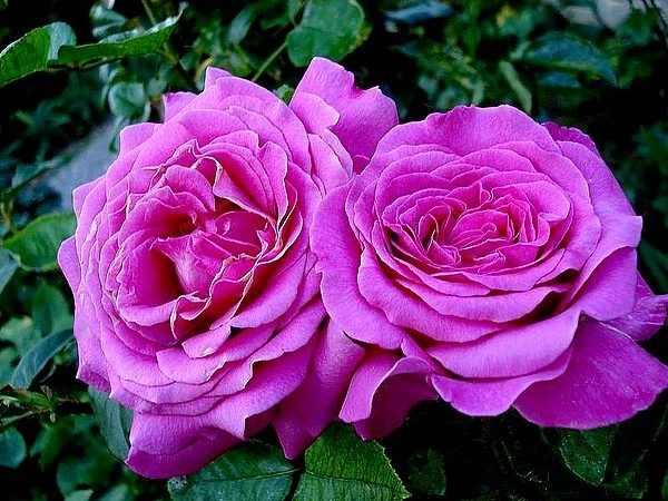 Hoa hồng leo pháp phân loại cách trồng và chăm sóc ra hoa đẹp - 8