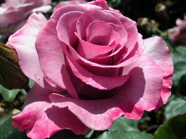 Hoa hồng leo pháp phân loại cách trồng và chăm sóc ra hoa đẹp - 9