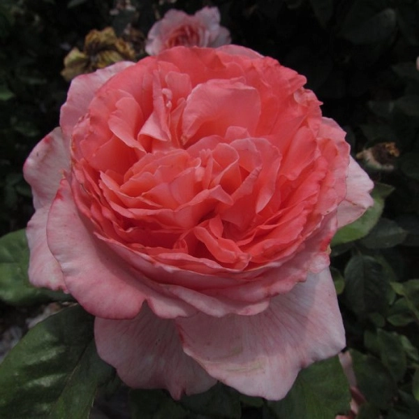 Hoa hồng leo pháp phân loại cách trồng và chăm sóc ra hoa đẹp - 10