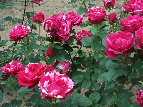 Hoa hồng leo pháp phân loại cách trồng và chăm sóc ra hoa đẹp - 11