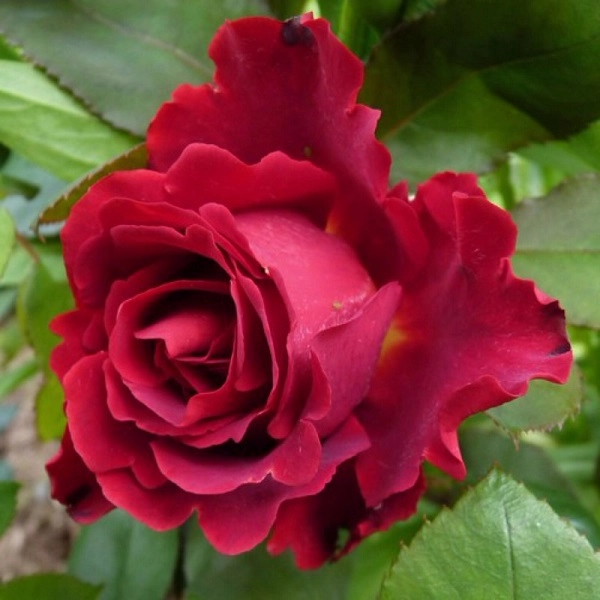 Hoa hồng leo pháp phân loại cách trồng và chăm sóc ra hoa đẹp - 12