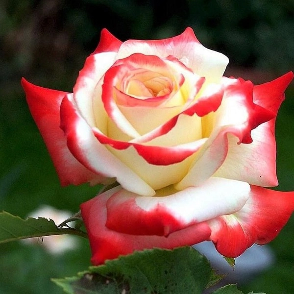 Hoa hồng leo pháp phân loại cách trồng và chăm sóc ra hoa đẹp - 13
