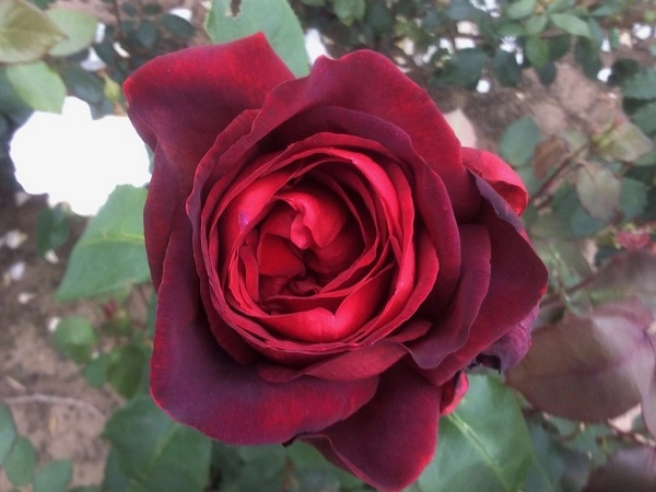 Hoa hồng leo pháp phân loại cách trồng và chăm sóc ra hoa đẹp - 14