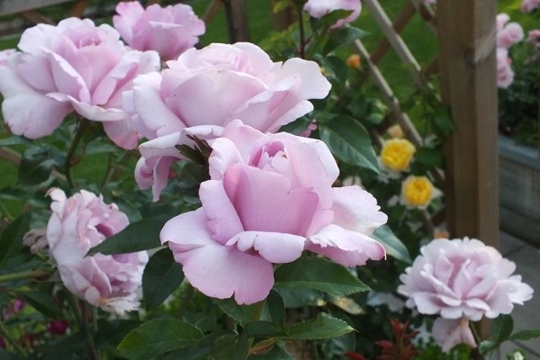 Hoa hồng leo pháp phân loại cách trồng và chăm sóc ra hoa đẹp - 15