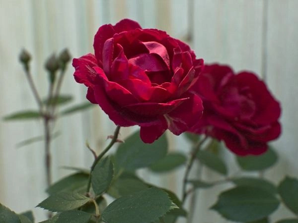 Hoa hồng leo pháp phân loại cách trồng và chăm sóc ra hoa đẹp - 16