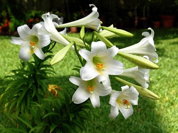 Hoa huệ tây nguồn gốc đặc điểm ý nghĩa và cách trồng tốt nhất - 1