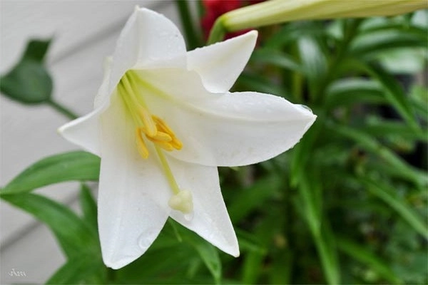 Hoa huệ tây nguồn gốc đặc điểm ý nghĩa và cách trồng tốt nhất - 3