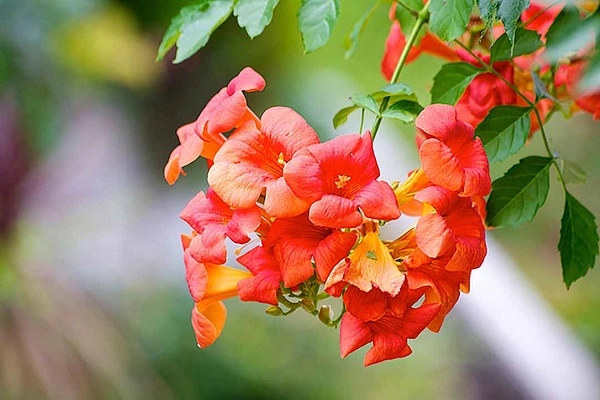 Hoa lan tiêu kỹ thuật trồng và chăm sóc giúp hoa nở rực rỡ - 1