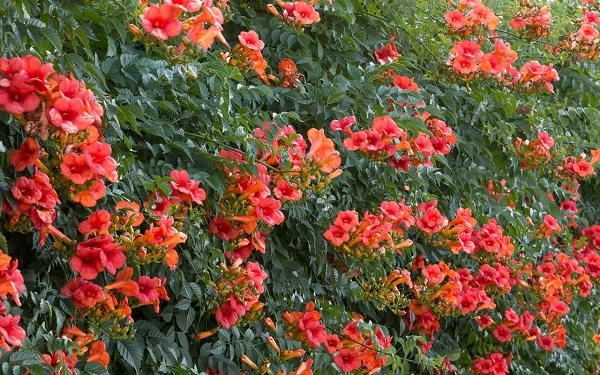 Hoa lan tiêu kỹ thuật trồng và chăm sóc giúp hoa nở rực rỡ - 2