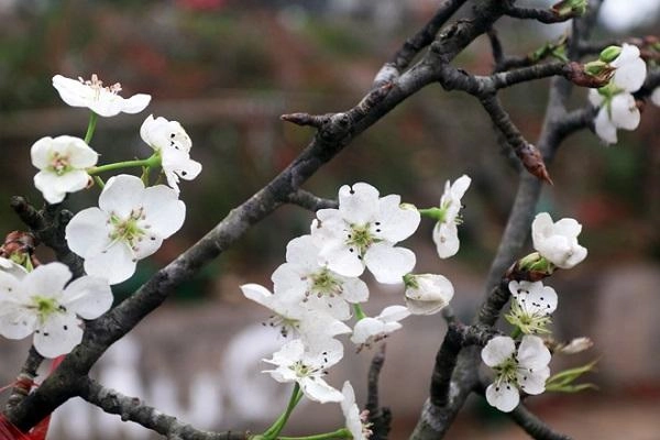 Hoa lê trắng - đặc điểm ý nghĩa và cách trồng loài hoa của tây bắc - 1