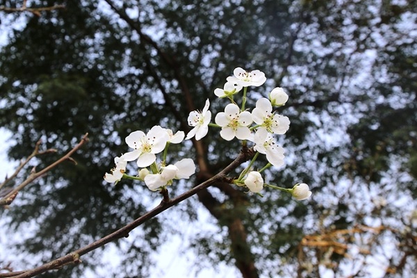 Hoa lê trắng - đặc điểm ý nghĩa và cách trồng loài hoa của tây bắc - 3