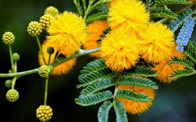 Hoa mimosa là hoa gì ý nghĩa và cách trồng loài hoa đẹp độc lạ - 1