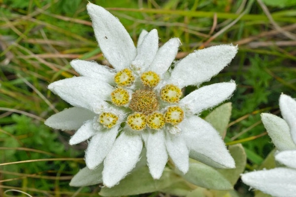 Hoa nhung tuyết đặc điểm ý nghĩa và cách chăm sóc giúp hoa nở đẹp - 1