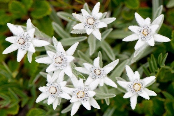 Hoa nhung tuyết đặc điểm ý nghĩa và cách chăm sóc giúp hoa nở đẹp - 2