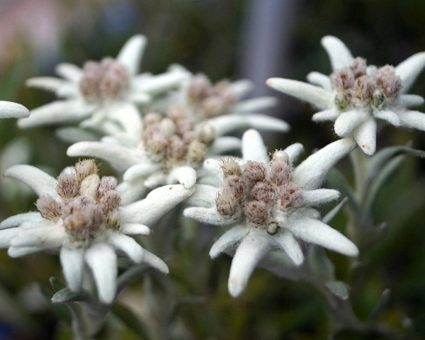Hoa nhung tuyết đặc điểm ý nghĩa và cách chăm sóc giúp hoa nở đẹp - 3