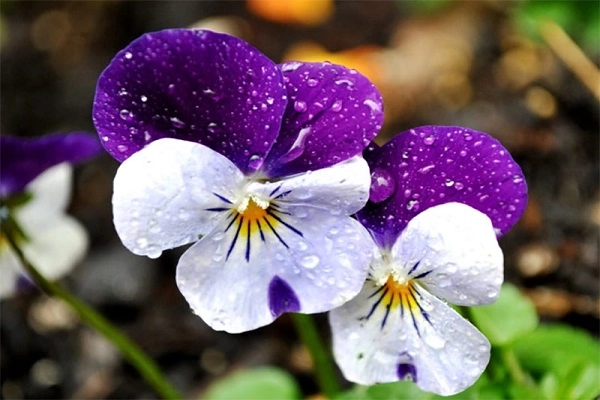 Hoa păng xê đặc điểm ý nghĩa cách trồng và chăm sóc ra hoa đẹp - 1