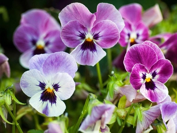 Hoa păng xê đặc điểm ý nghĩa cách trồng và chăm sóc ra hoa đẹp - 2