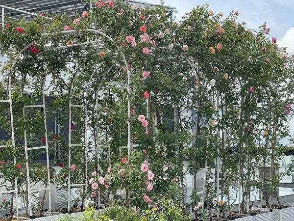 Khánh thi khoe vườn hồng trăm triệu phan hiển trồng tặng vợ sau 5 tháng nhìn khác hẳn - 3