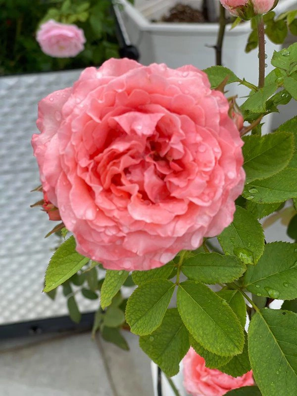Khánh thi khoe vườn hồng trăm triệu phan hiển trồng tặng vợ sau 5 tháng nhìn khác hẳn - 4