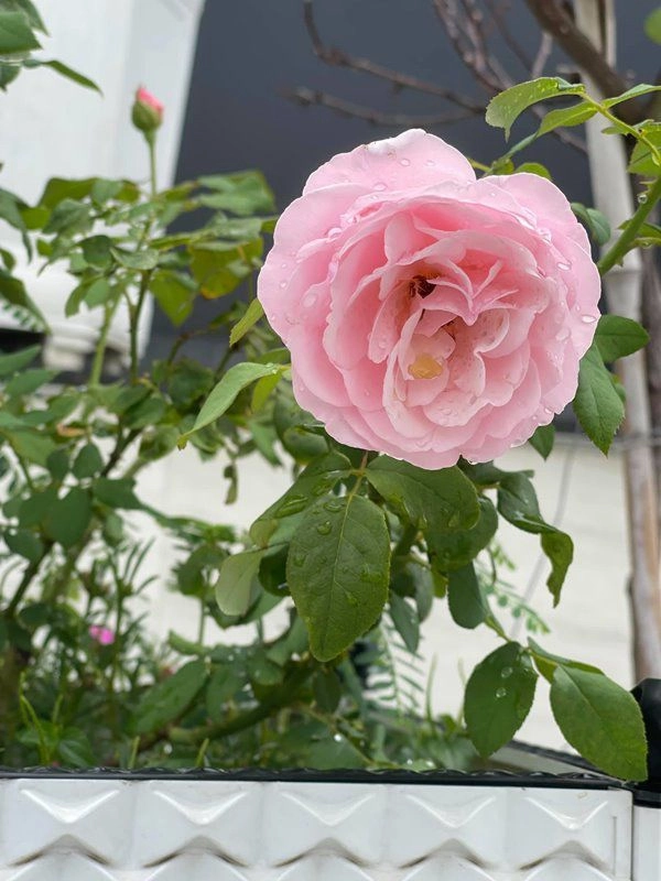 Khánh thi khoe vườn hồng trăm triệu phan hiển trồng tặng vợ sau 5 tháng nhìn khác hẳn - 5