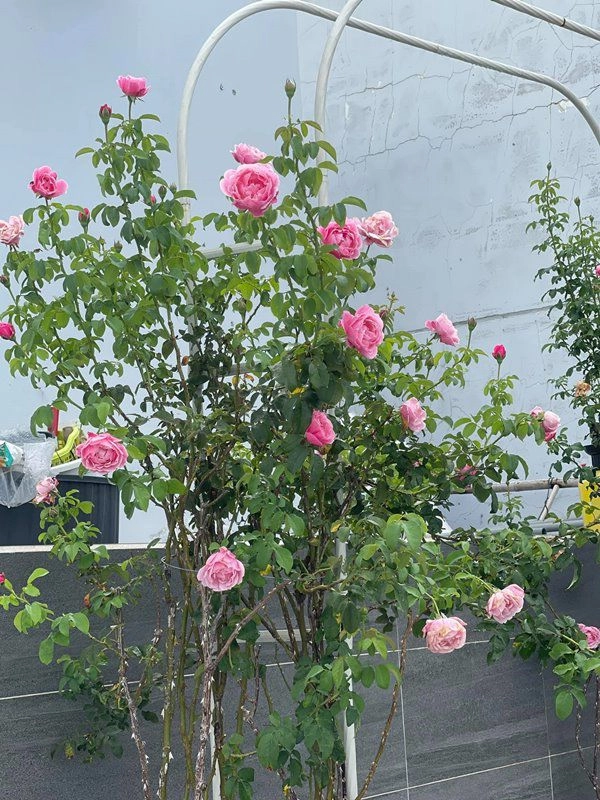 Khánh thi khoe vườn hồng trăm triệu phan hiển trồng tặng vợ sau 5 tháng nhìn khác hẳn - 8